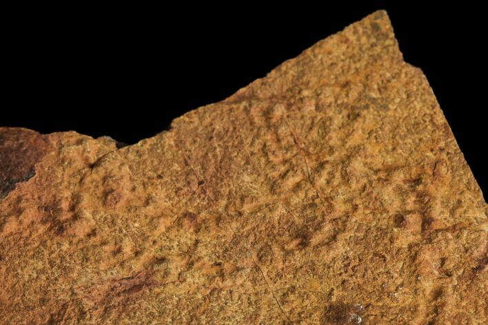 Horodyskia Fossil Slab - Oldest Known Multicellular Life #130664